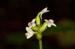 Small green wood orchid